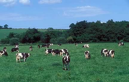 Dairy Cows